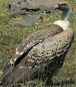 Rüppell's Vulture