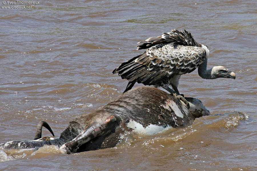 Rüppell's Vulture