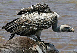 Rüppell's Vulture