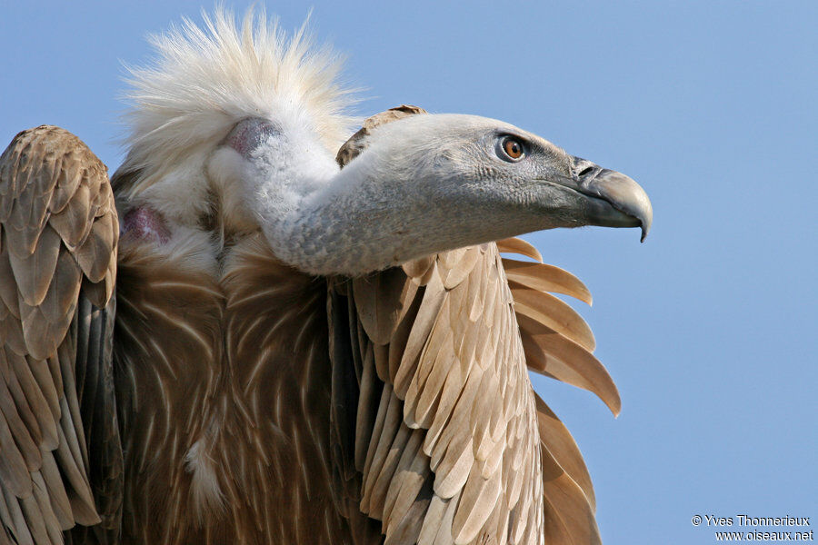 Griffon Vulture