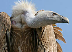 Griffon Vulture