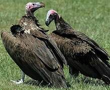 Lappet-faced Vulture