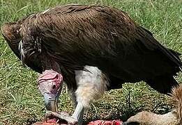 Lappet-faced Vulture