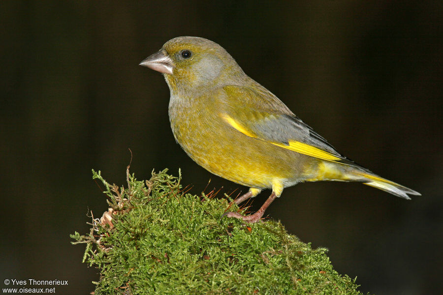 European Greenfinch