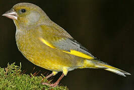 European Greenfinch