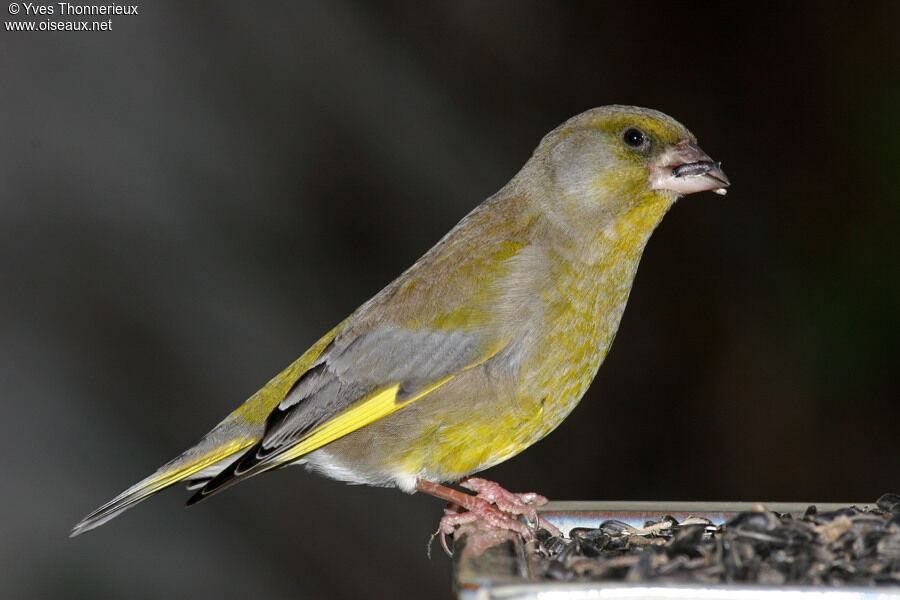 European Greenfinch