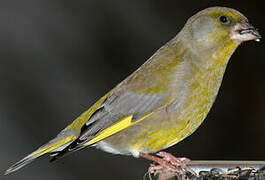 European Greenfinch