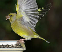 European Greenfinch