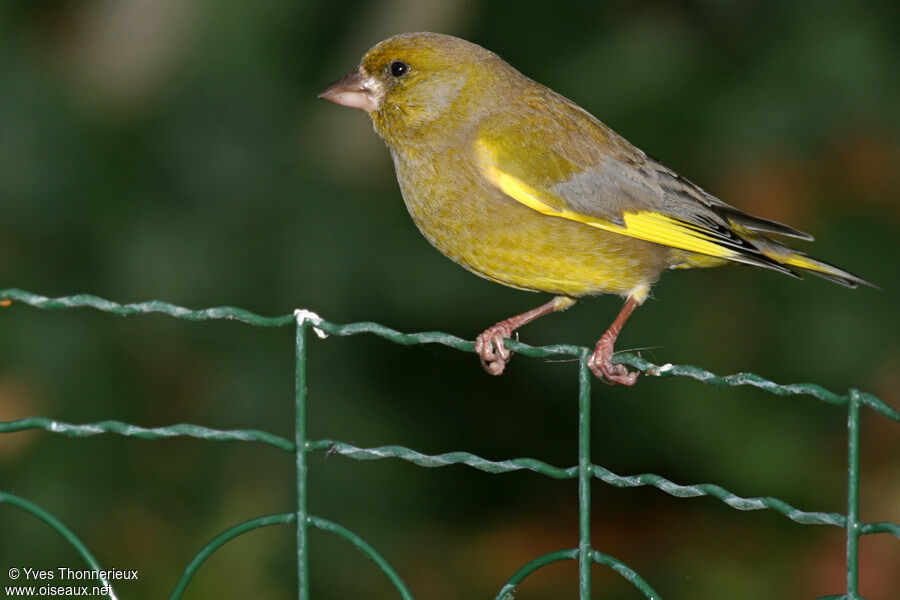 European Greenfinch