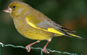 European Greenfinch