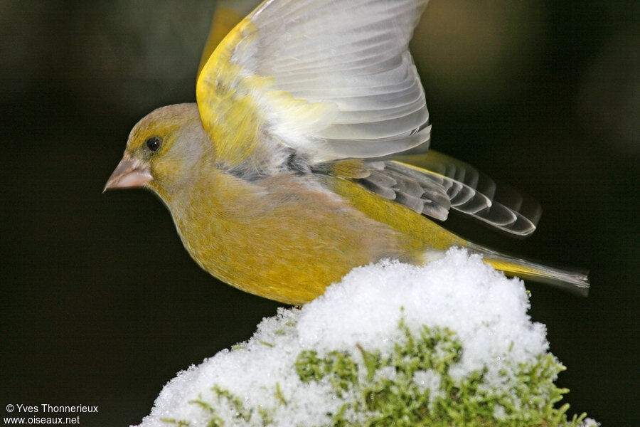 European Greenfinch