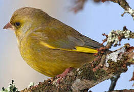 European Greenfinch