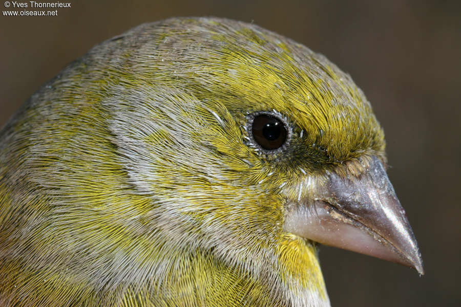 European Greenfinch