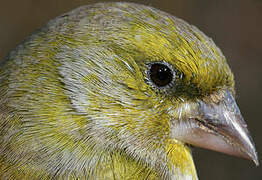 European Greenfinch