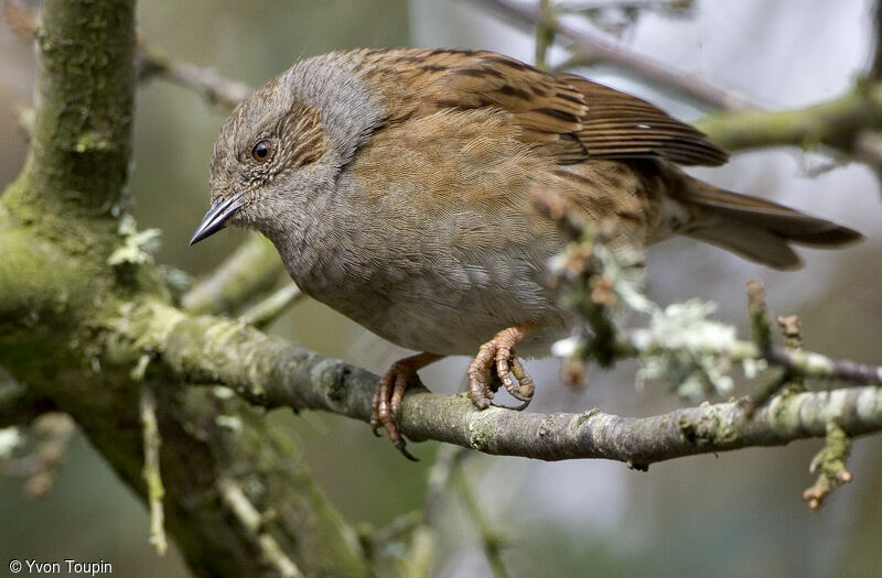 Dunnock, identification