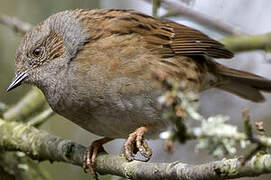 Dunnock