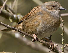 Dunnock