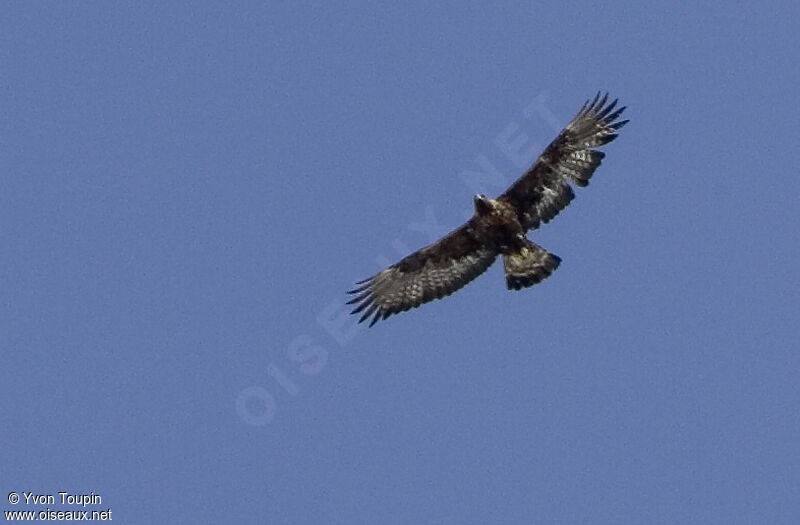 Golden Eagle, Flight