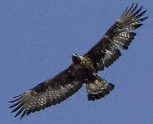 Golden Eagle