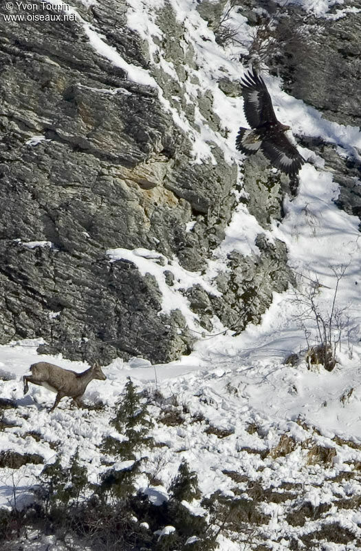 Golden Eagle, Behaviour