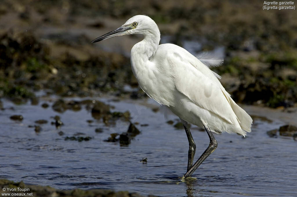 Little Egret