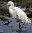 Aigrette garzette