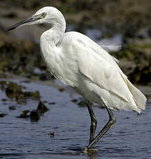 Aigrette garzette