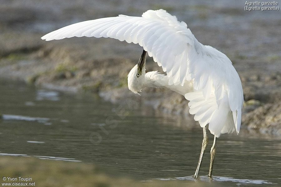 Little Egret, Behaviour