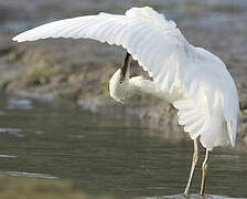 Aigrette garzette