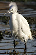 Little Egret