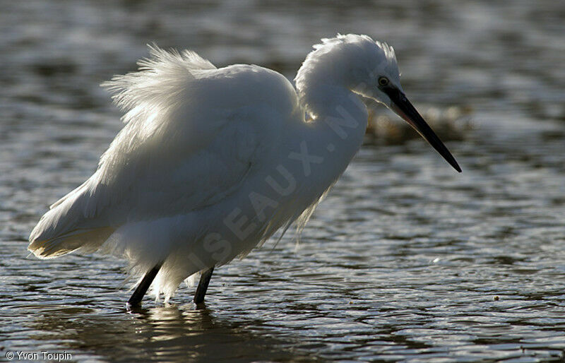 Aigrette garzette