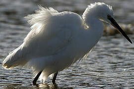 Aigrette garzette