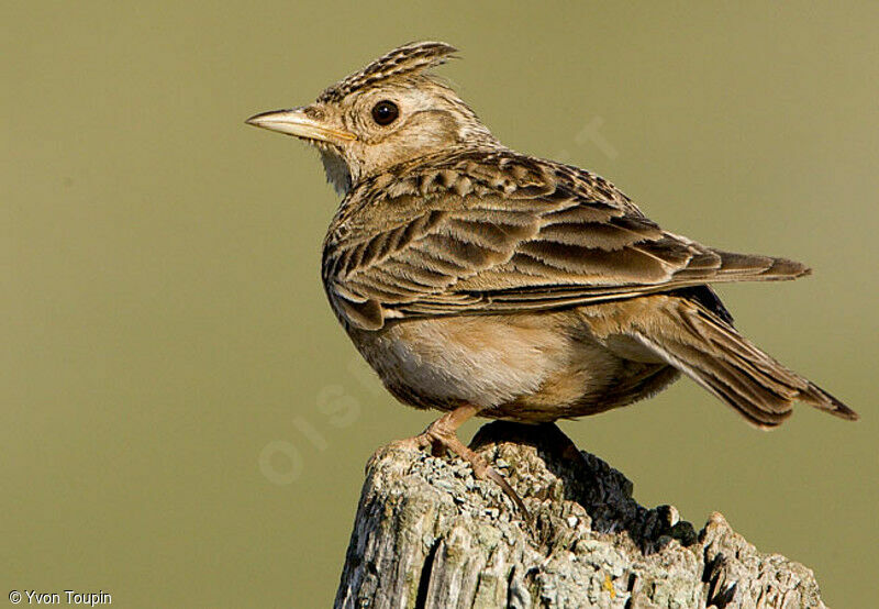 Alouette des champs, identification