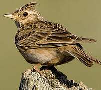 Eurasian Skylark