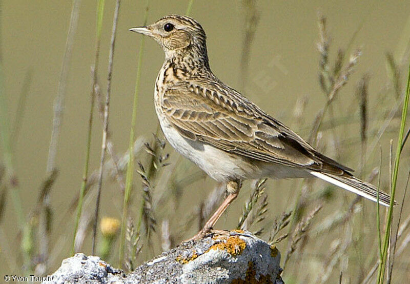 Eurasian Skylark