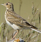 Eurasian Skylark