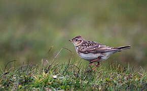 Eurasian Skylark