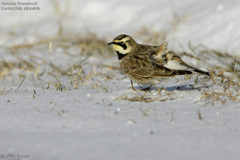 Horned Lark, identification