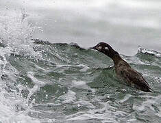 Harlequin Duck