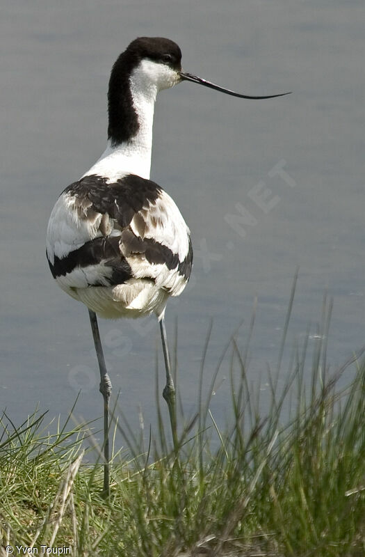 Avocette élégante, identification