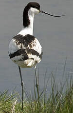 Avocette élégante