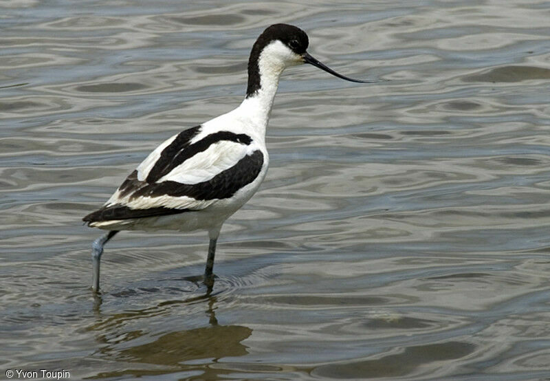 Avocette élégante