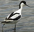 Avocette élégante