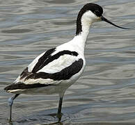 Pied Avocet