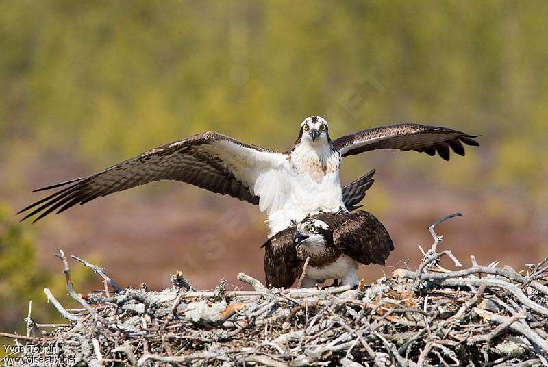 Western Ospreyadult, mating., Behaviour