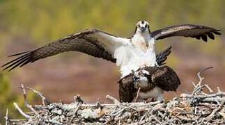 Western Osprey