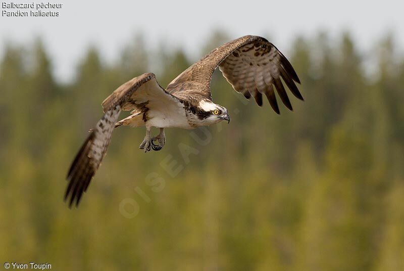 Balbuzard pêcheur, Vol