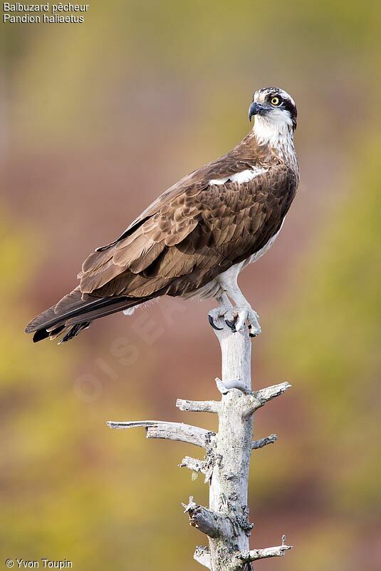 Balbuzard pêcheur, identification