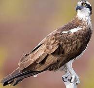 Western Osprey