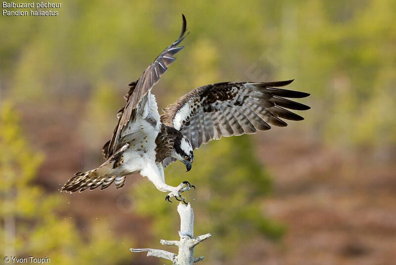 Balbuzard pêcheur, Vol